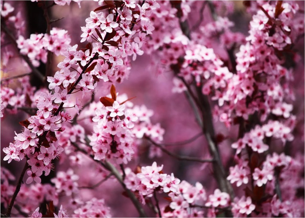 Obraz - Różowa sakura (70x50 cm)