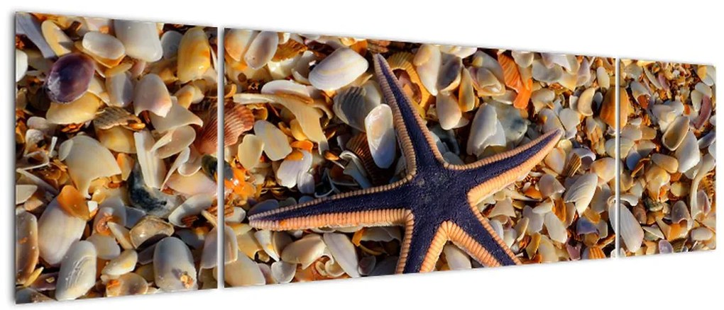 Obraz rozgwiazdy (170x50 cm)