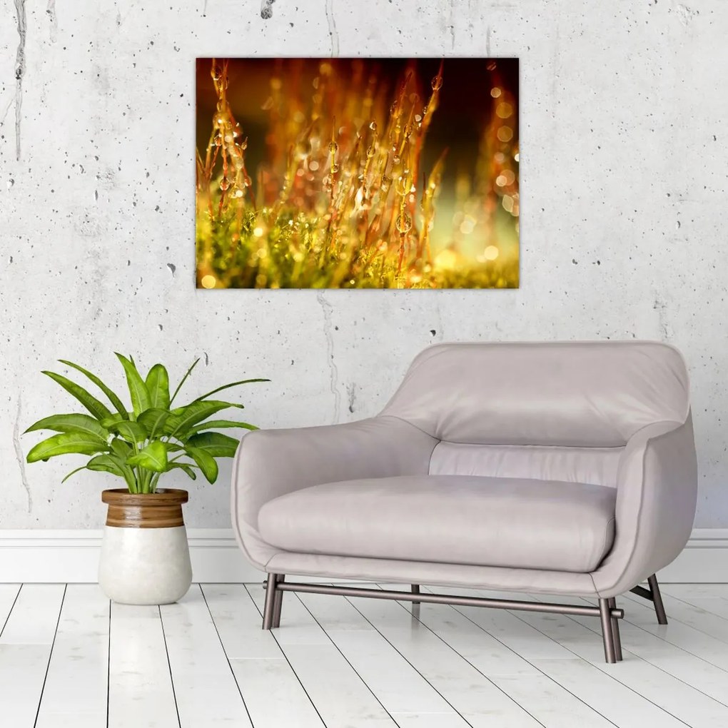 Obraz - Szczegół rosy (70x50 cm)