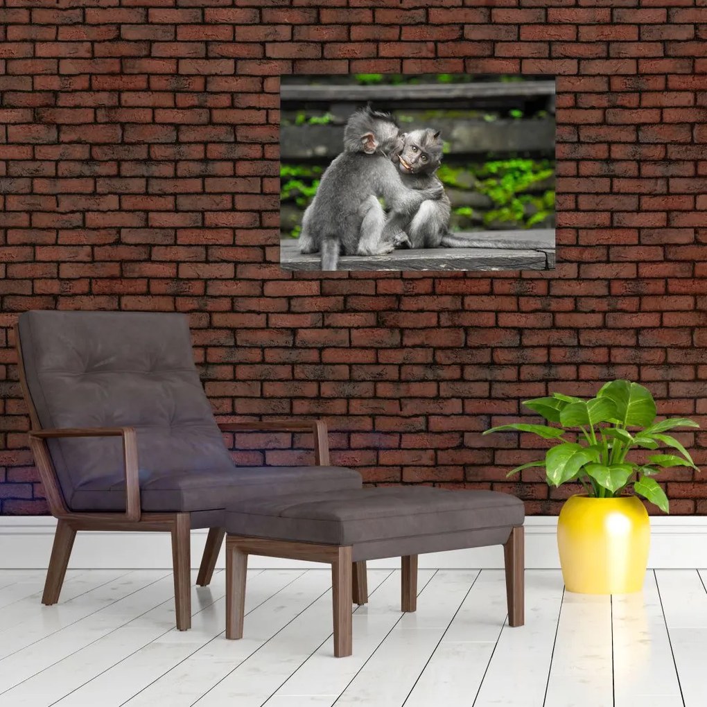Obraz na szkle - małpki (70x50 cm)