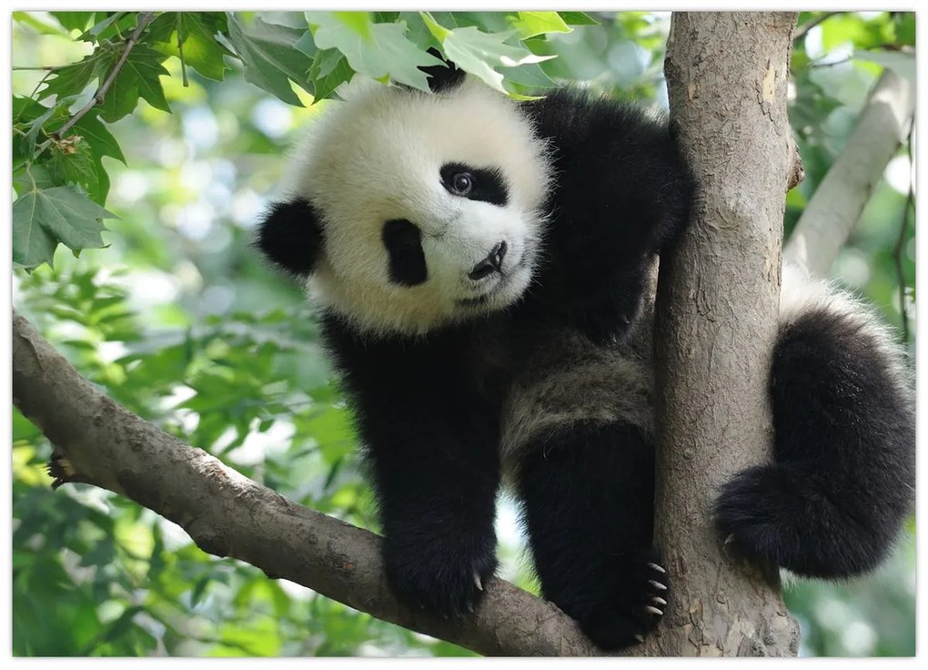 Obraz - Panda na drzewie (70x50 cm)