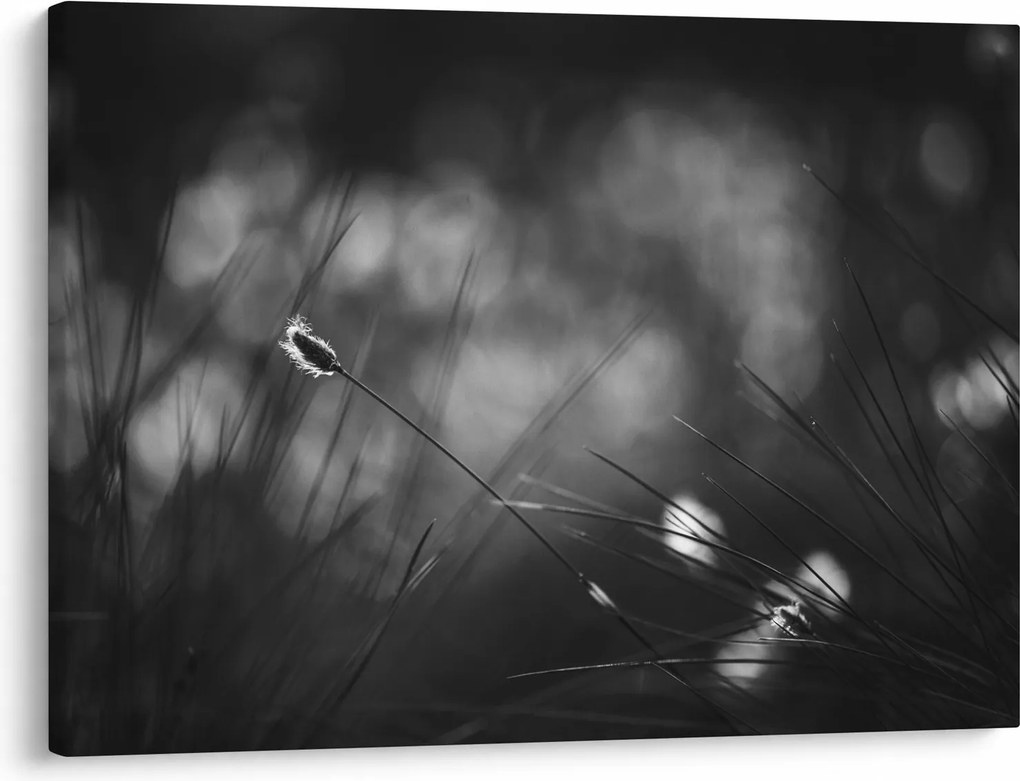 Obraz - Trawa łąkowa (70x50 cm)