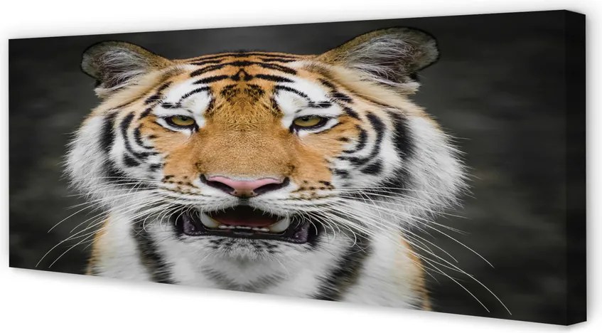 Zdjęcie na płótnie Majestatyczny Tygrys