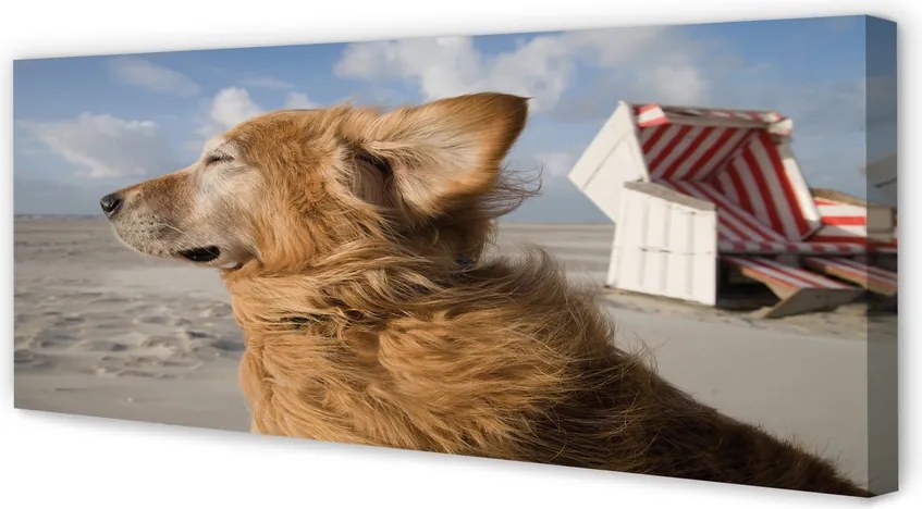 Obraz canvas na ścianę Brązowy Pies na Plaży