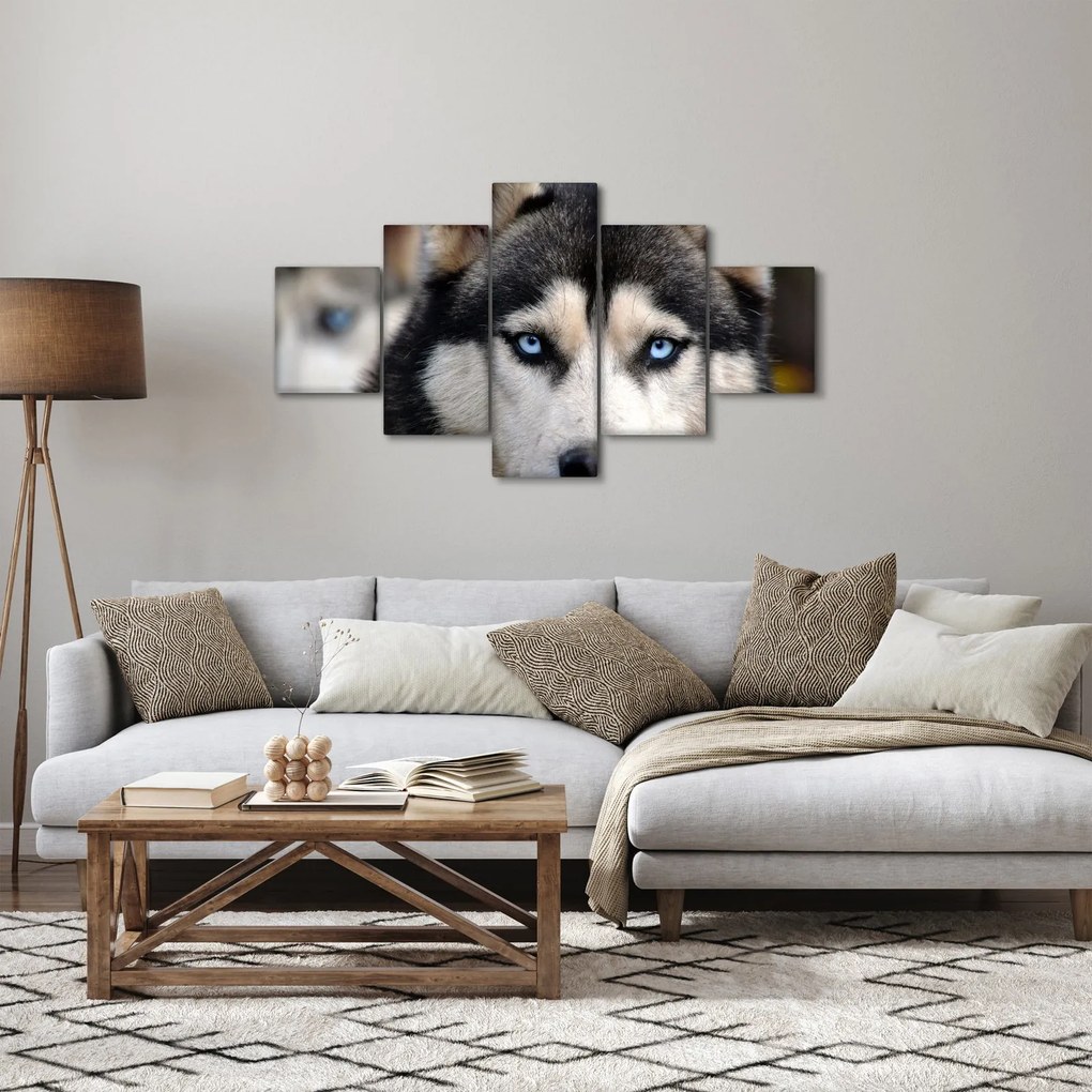 Obraz psa husky (125x70 cm)