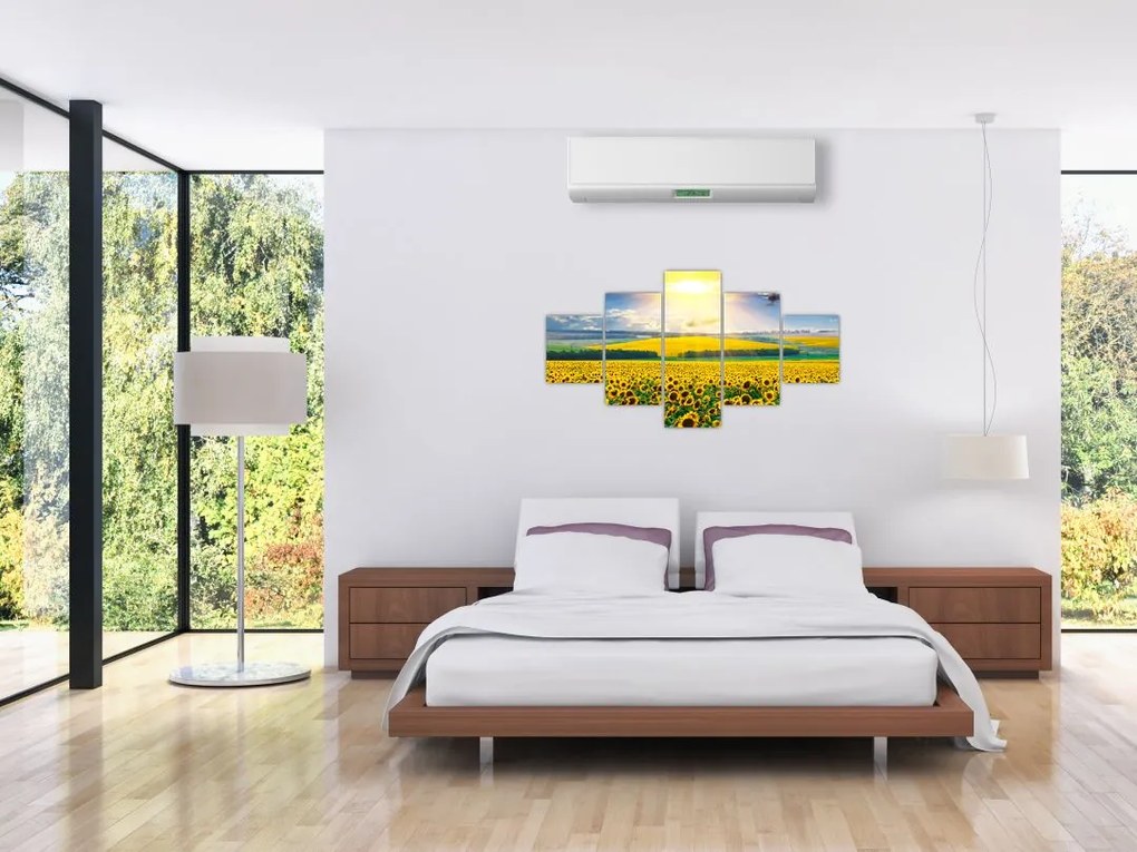 Obraz - Pole słoneczników (125x70 cm)
