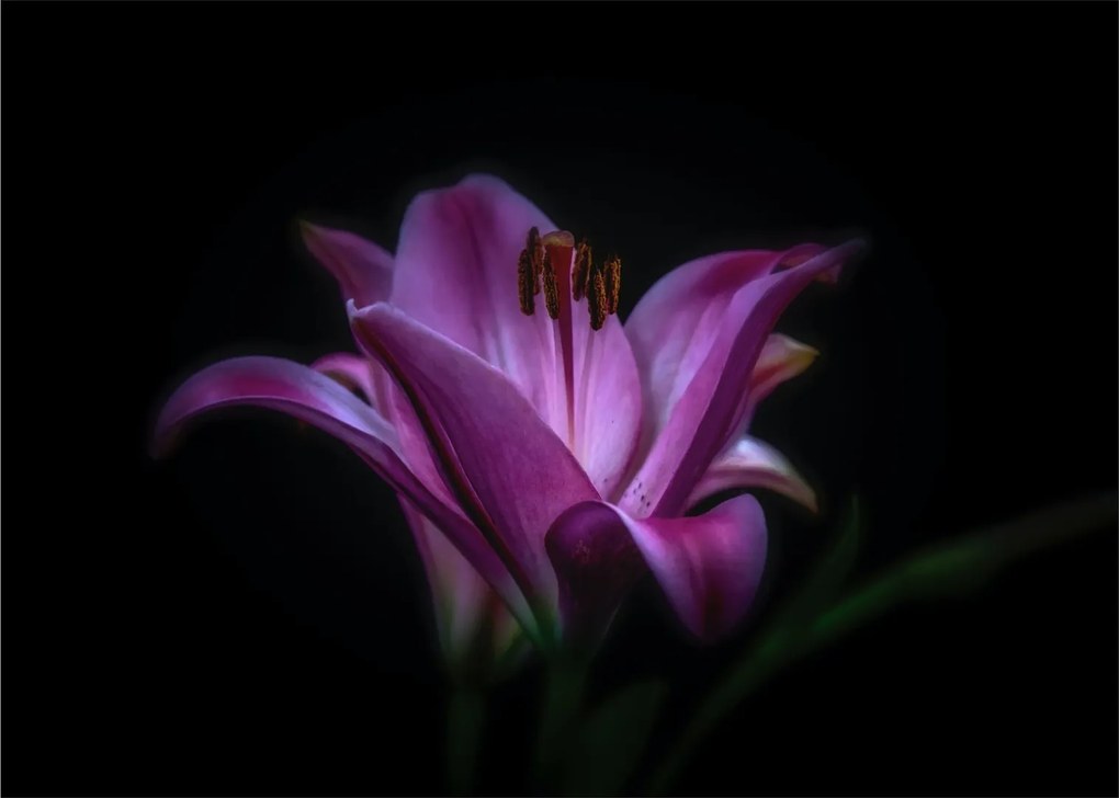 Obraz na szkle lilii (70x50 cm)
