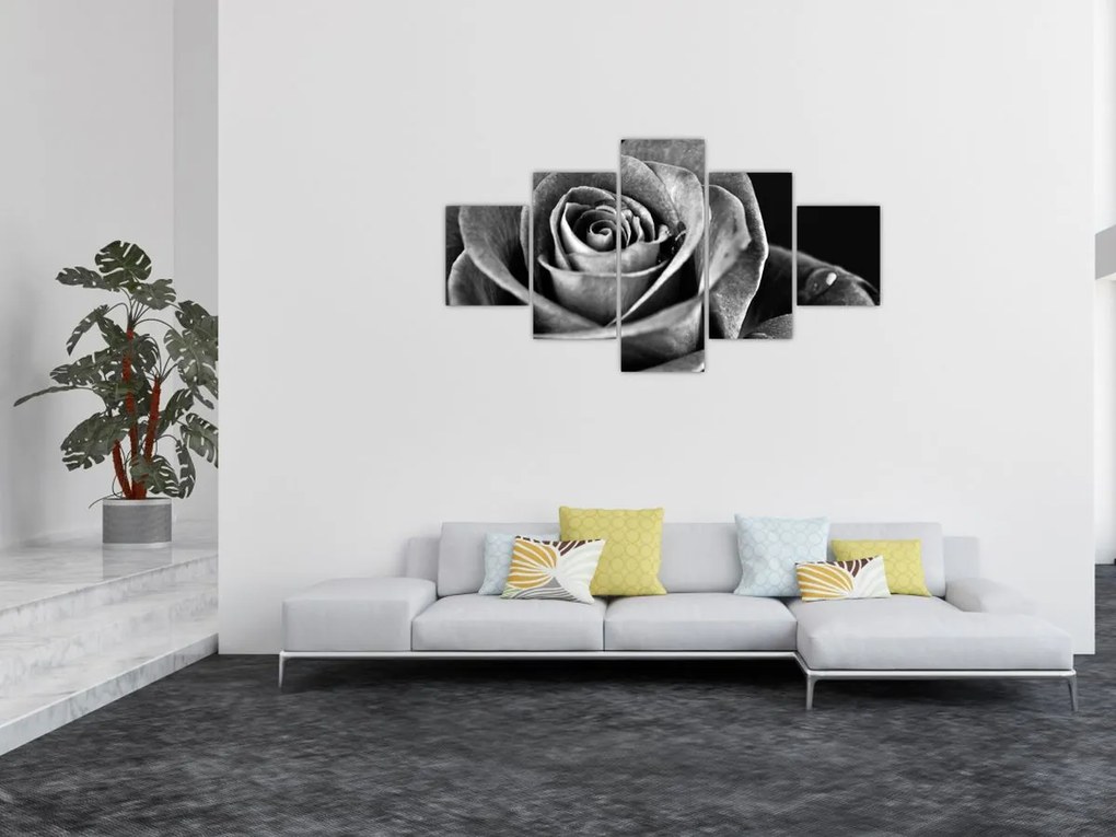 Obraz - Róża, czarno - biały (125x70 cm)