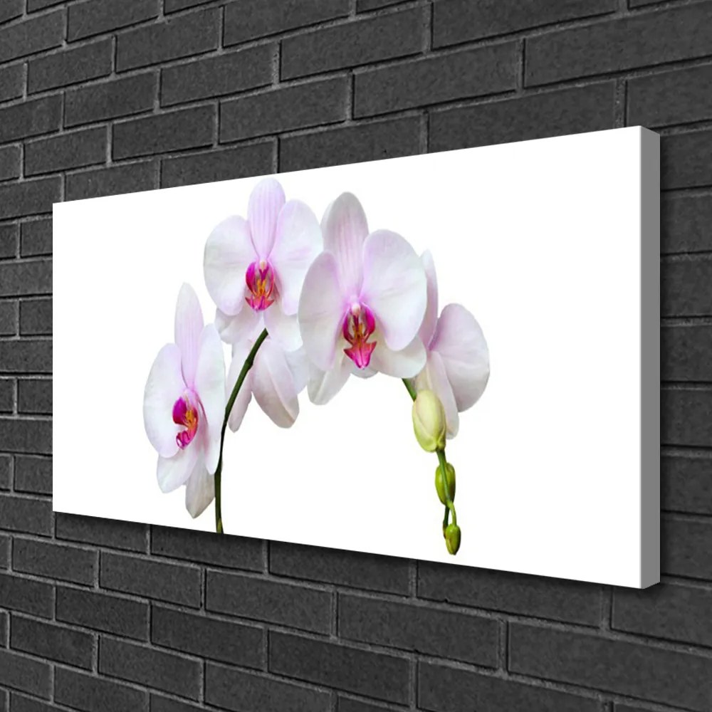 Obraz Canvas Storczyk Orchidea Kwiaty
