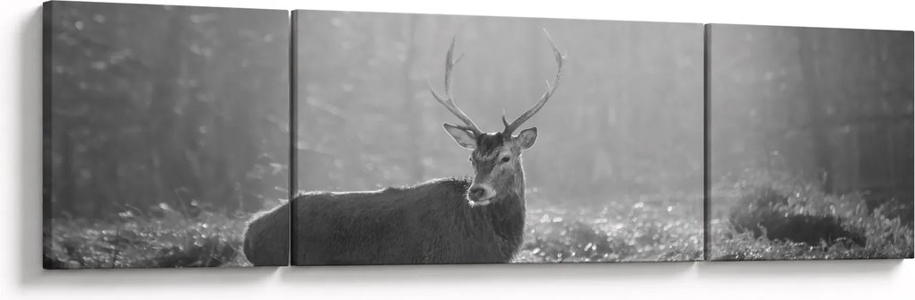 Obraz - Jeleń w lesie, czarno - biały (170x50 cm)
