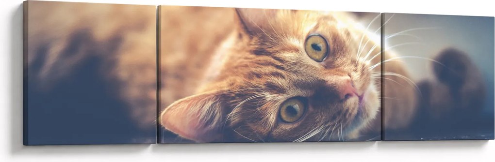Obraz kota na podłodze (170x50 cm)