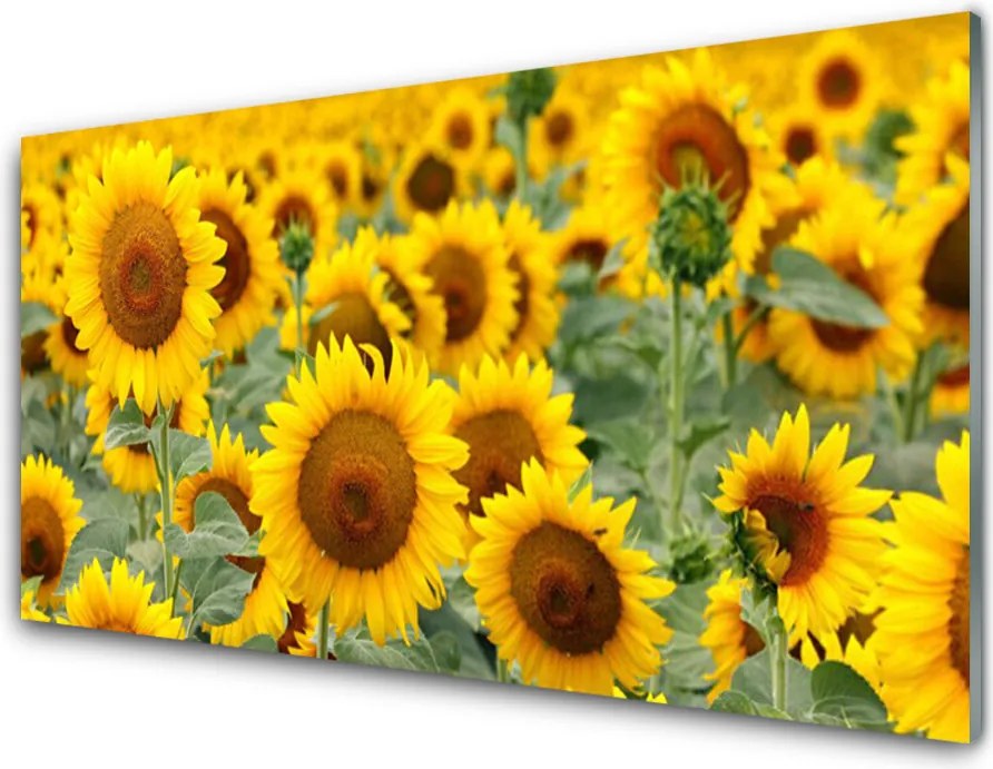Panel Szklany Złociste Słoneczniki