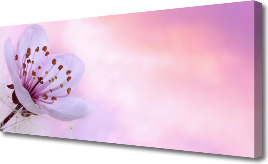 Zdjęcie na płótnie Rozkwitający Kwiat Ogrodowy