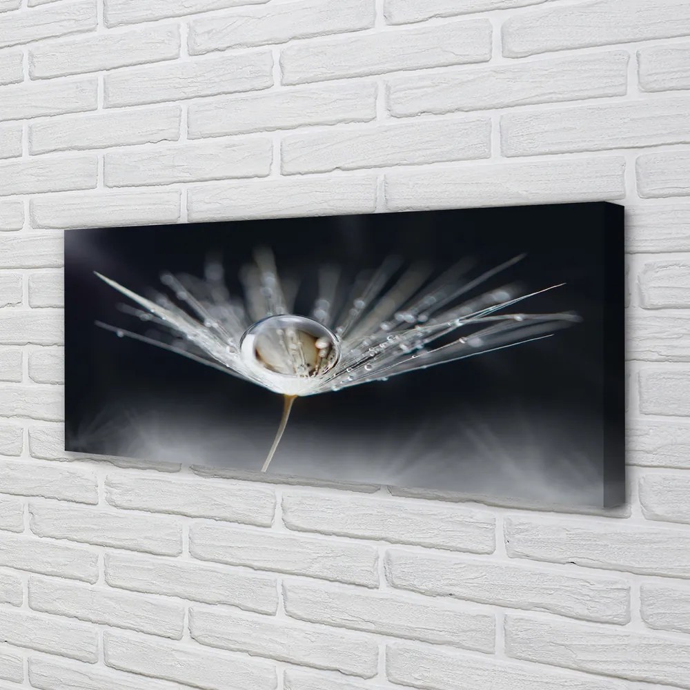 Obraz drukowany na płótnie Kryształowy Dmuchawiec w Makro