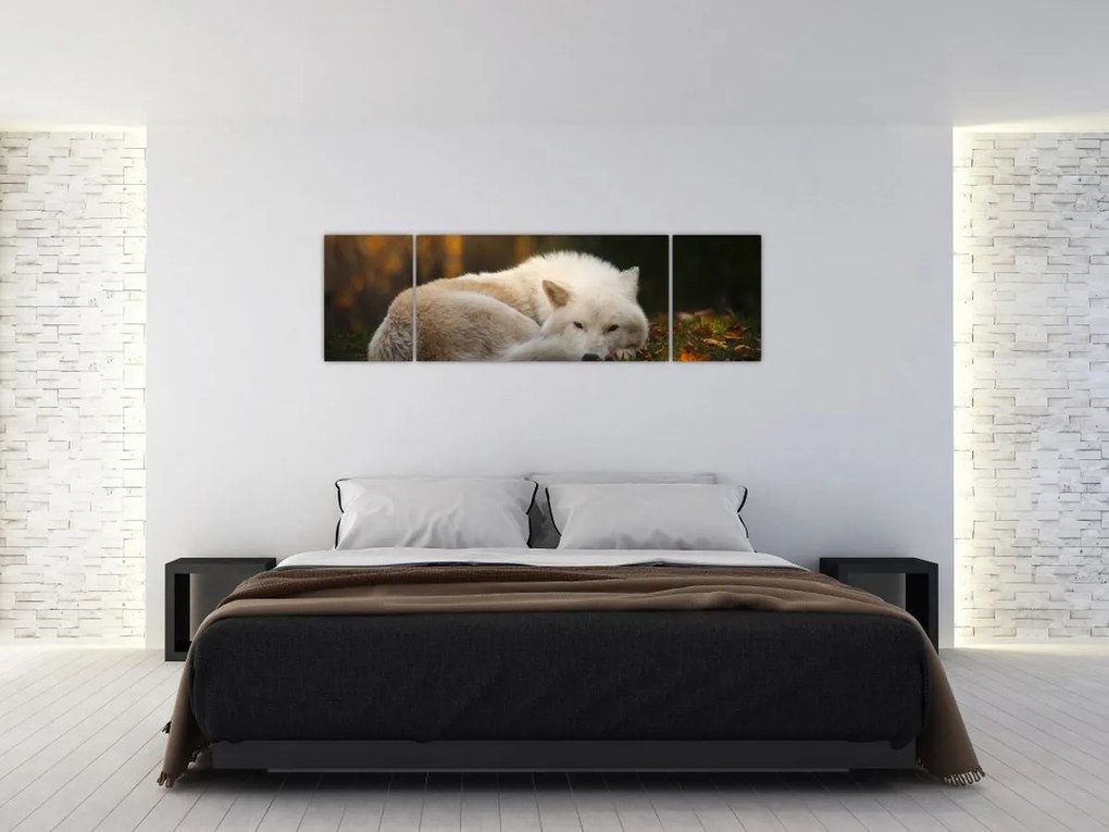 Obraz - Odpoczywający wilk (170x50 cm)