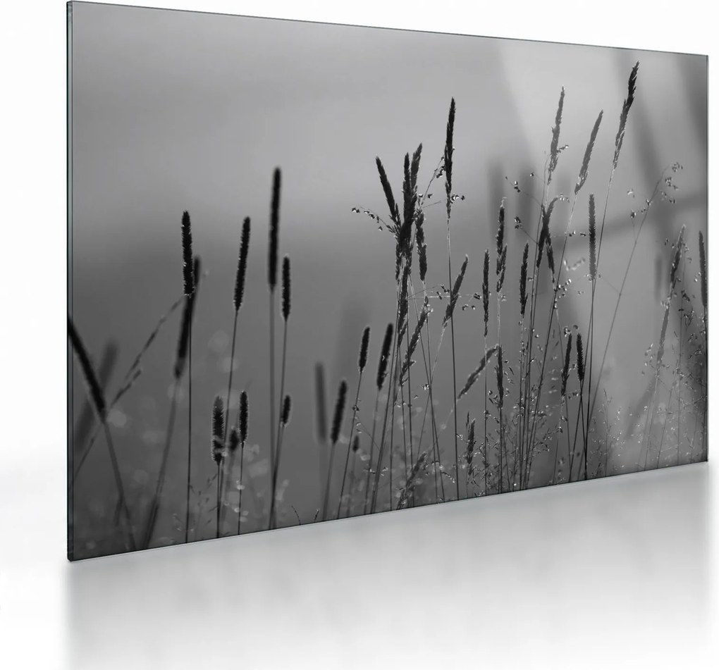 Obraz na szkle - źdźbła trawy (70x50 cm)