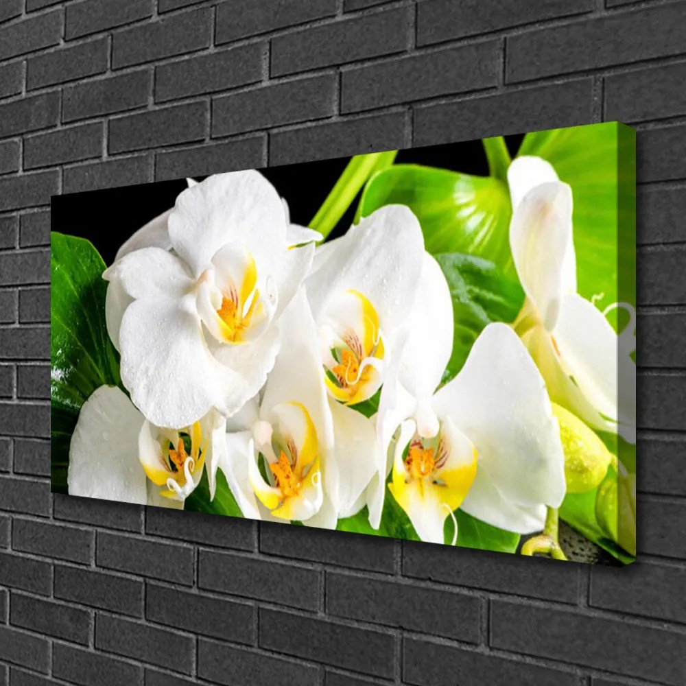 Obraz Canvas Orchidea Kwiaty Natura