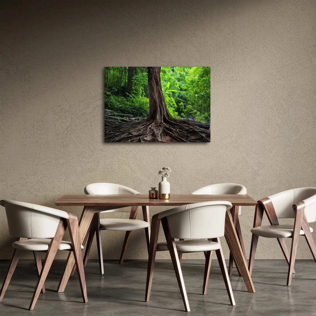 Obraz - Stare drzewo z korzeniami (70x50 cm)