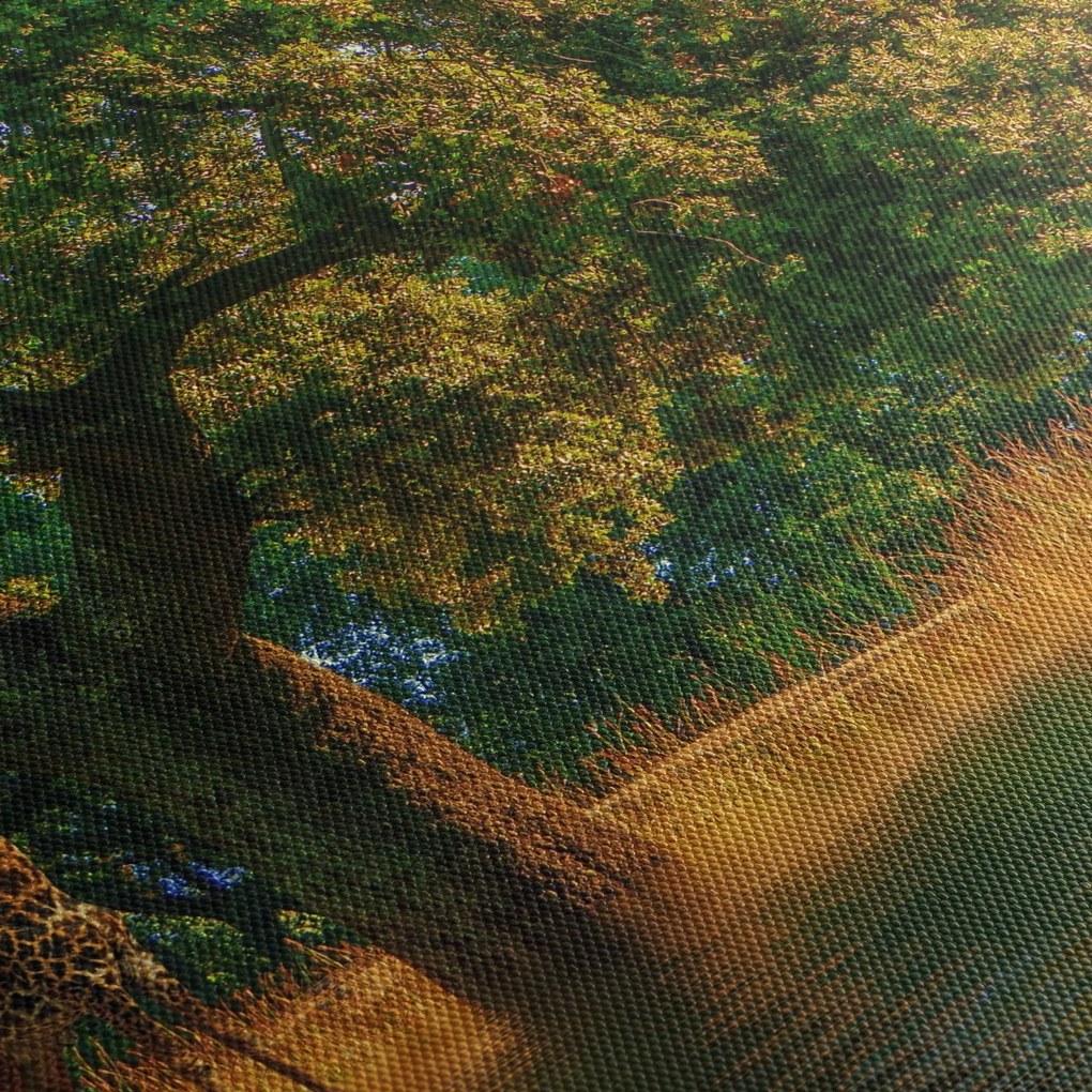 Obraz żyraf w naturze (70x50 cm)