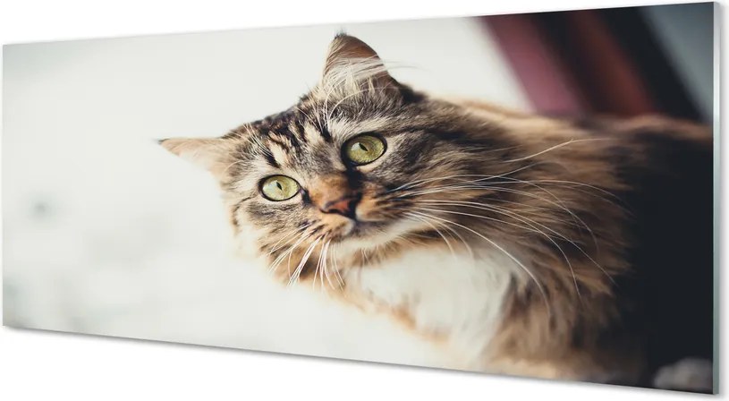 Panel Szklany Majestatyczny Maine Coon