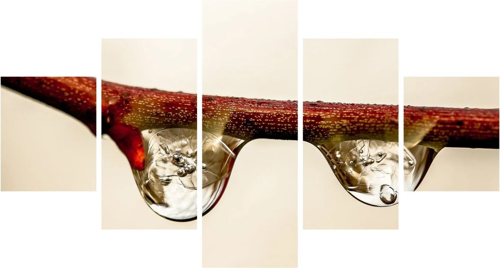 Obraz kropli na gałęzi (125x70 cm)