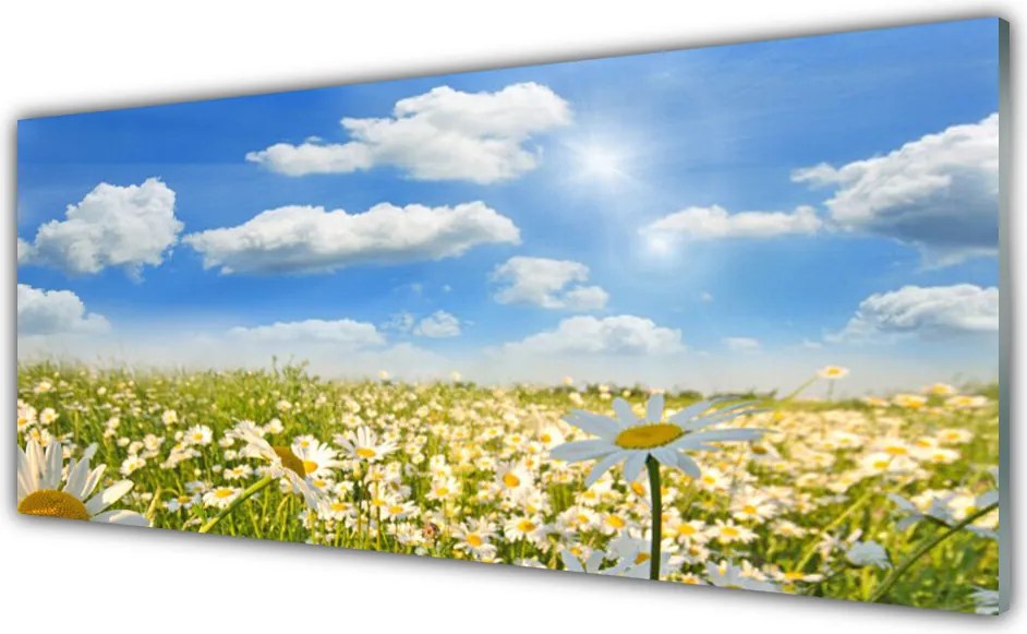 Panel Szklany Białe Stokrotki w Zieleni