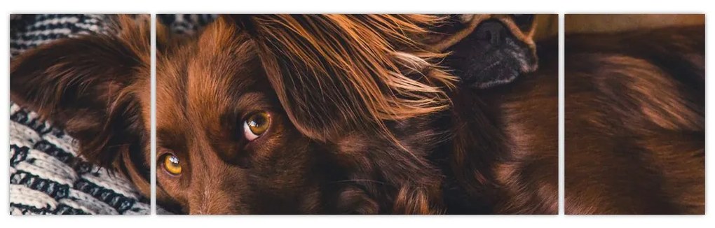 Obraz leżących psów (170x50 cm)