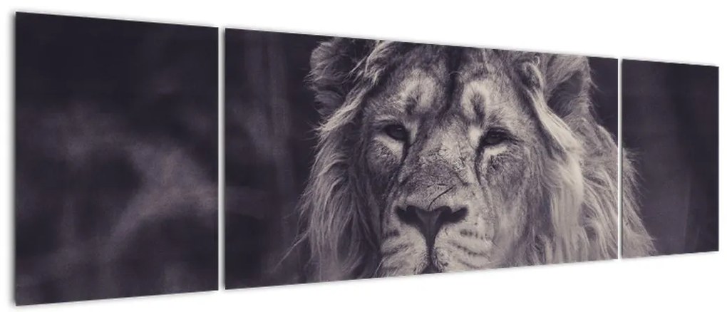 Obraz lwa (170x50 cm)