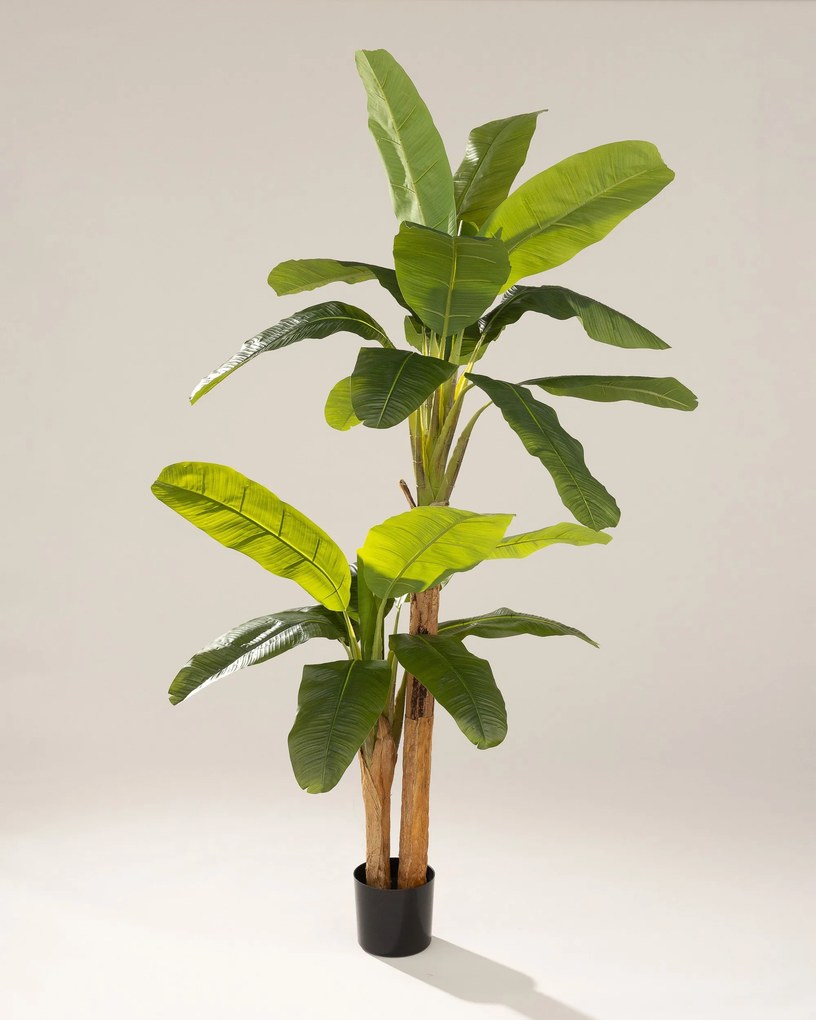 Bananowiec w doniczce 210 cm