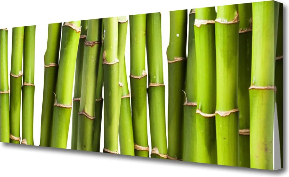 Obraz canvas Świeże Pędy Zielonego Bambusa