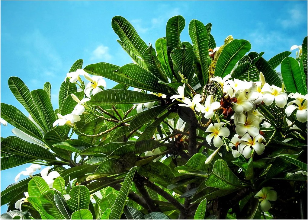 Obraz na szkle - Plumeria (70x50 cm)