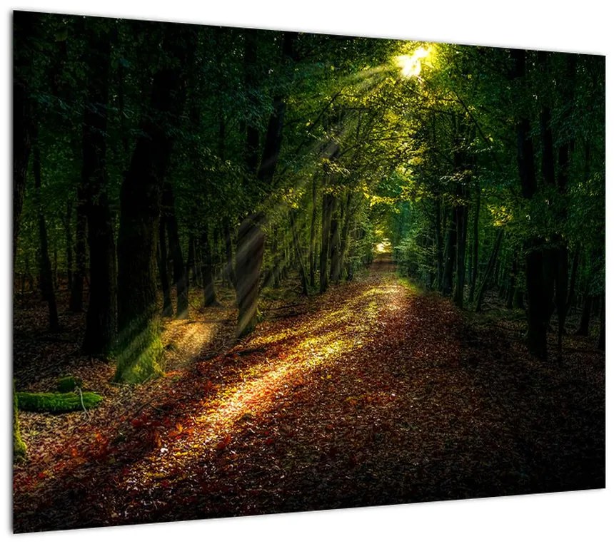 Obraz leśnej ścieżki (70x50 cm)