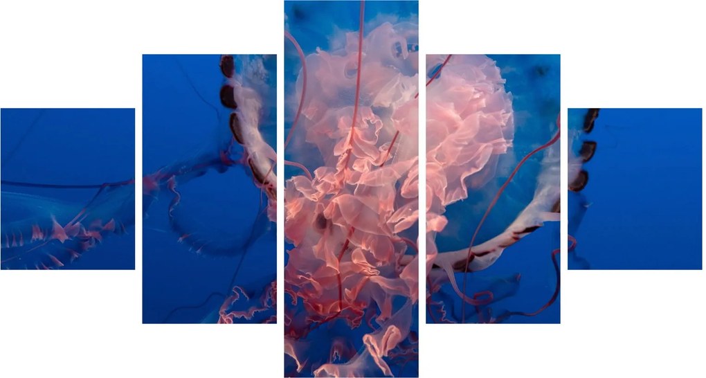 Obraz meduzy (125x70 cm)