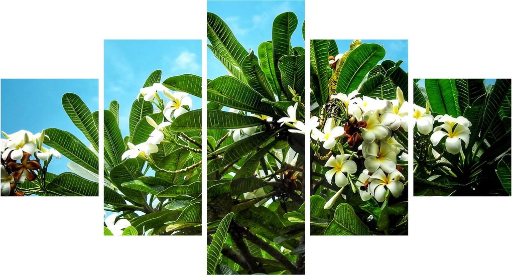 Obraz - Plumeria (125x70 cm)