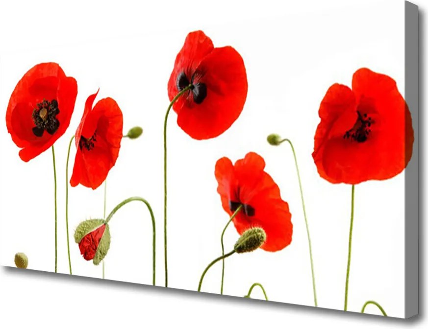 Obraz na płótnie Maki w Letnim Słońcu