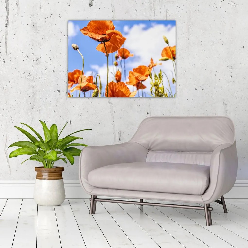 Obraz na szkle - maki (70x50 cm)