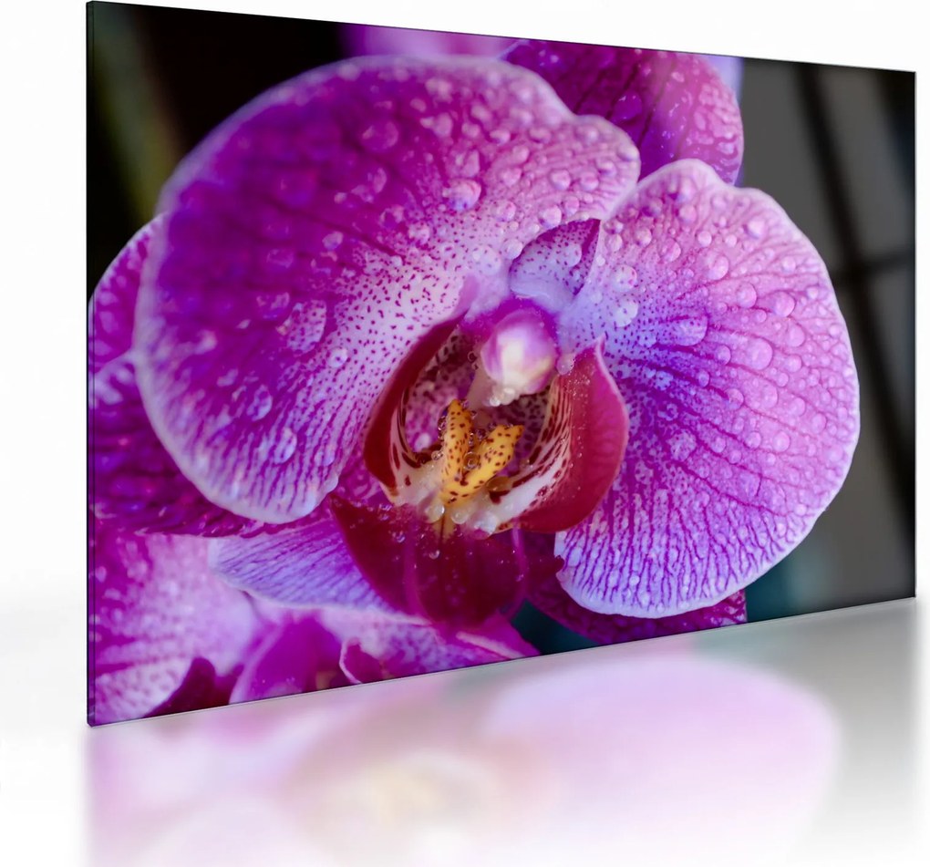 Obraz na szkle - zbliżenie kwiatu orchidei (70x50 cm)