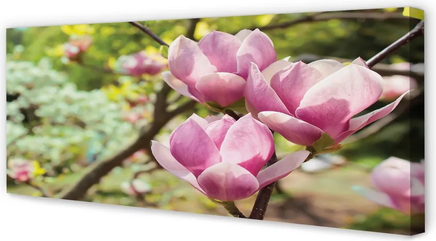 Obraz canvas na ścianę Drzewa Magnolii