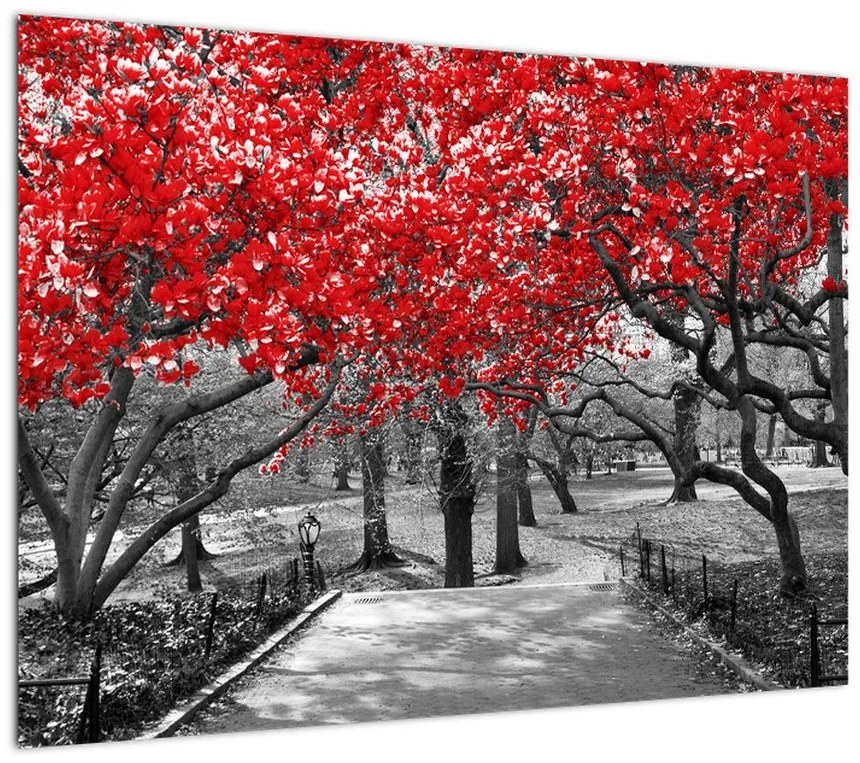 Obraz - Czerwone drzewa, Central Park, New York (70x50 cm)