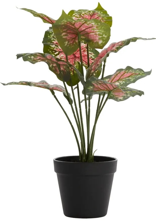 Sztuczna roślina (wysokość 40 cm) Caladium – Light &amp; Living