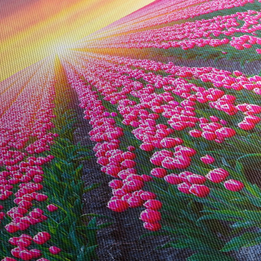 Obraz pole tulipanów ze słońcem (170x50 cm)