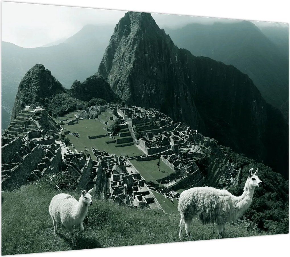 Obraz na szkle - Lamy w Machu Picchu w Peru (70x50 cm)