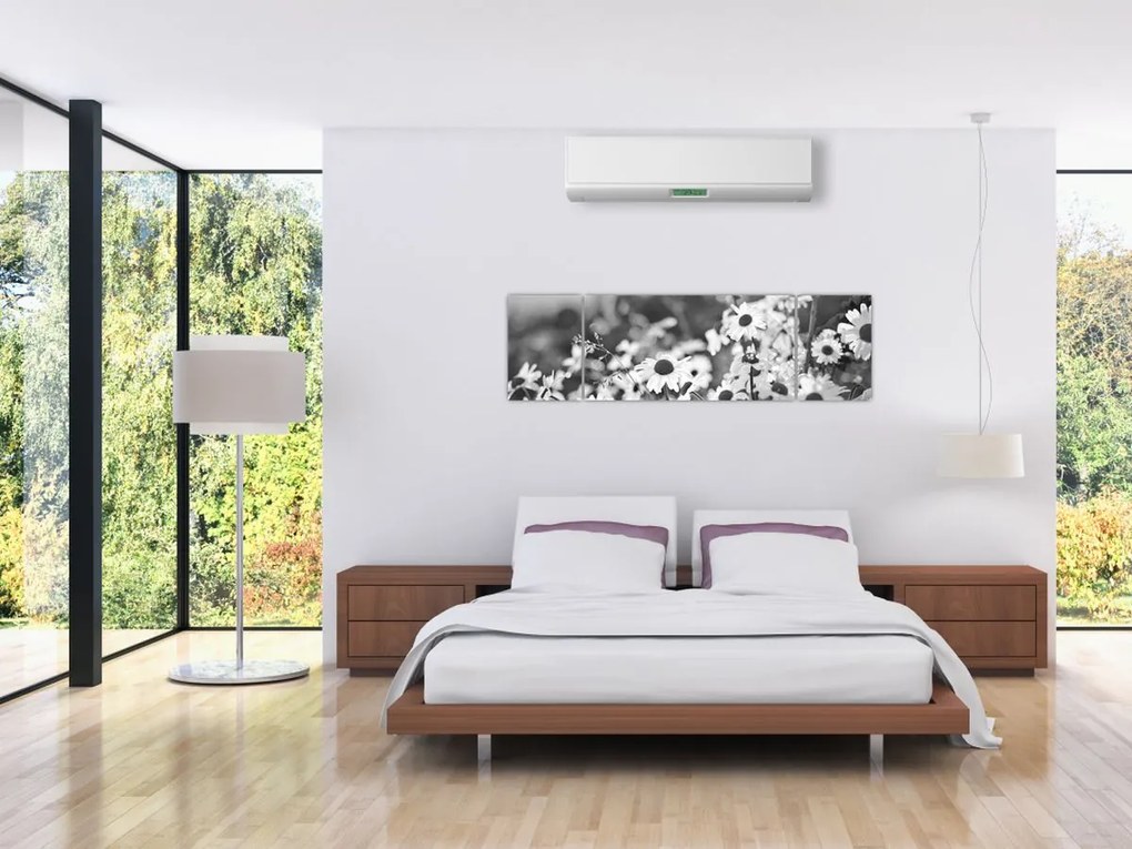 Obraz - Stokrotki (170x50 cm)