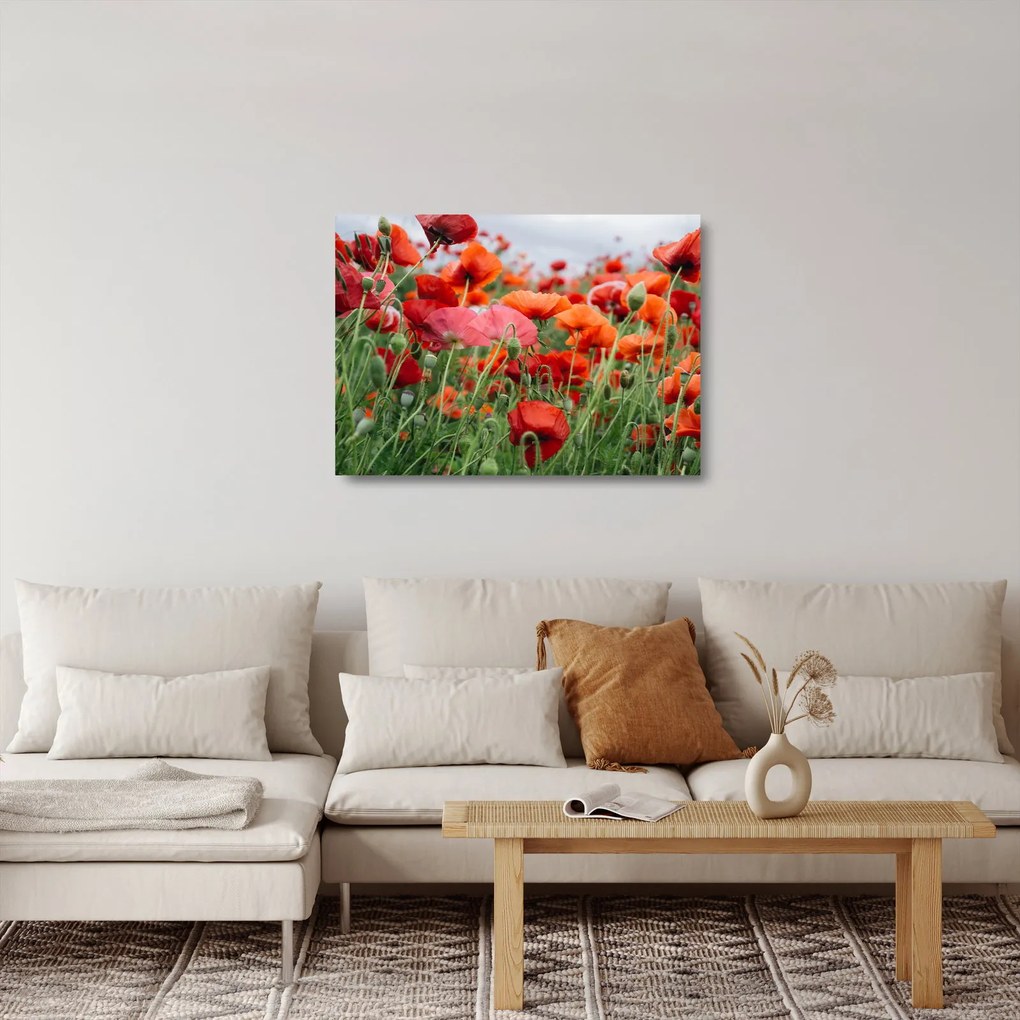 Obraz na szkle pola maków (70x50 cm)
