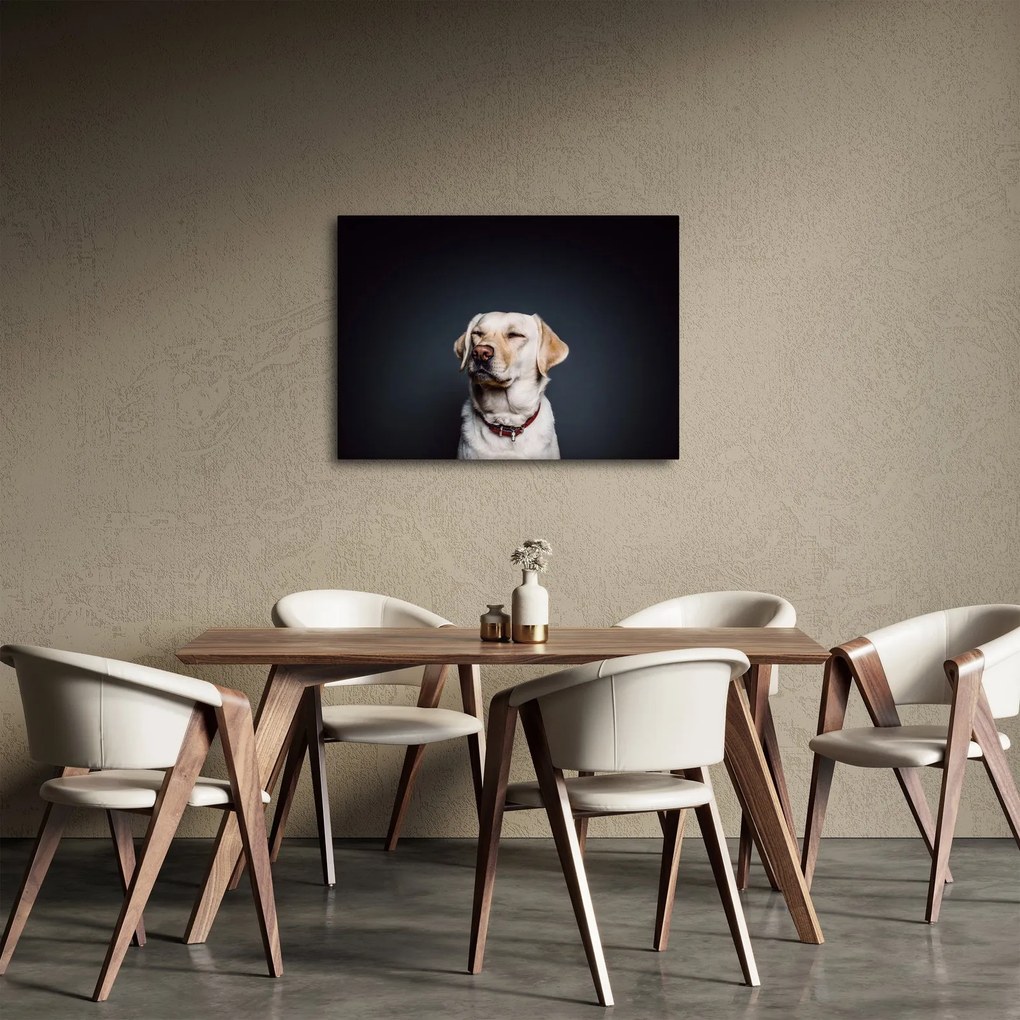 Obraz labradora (70x50 cm)
