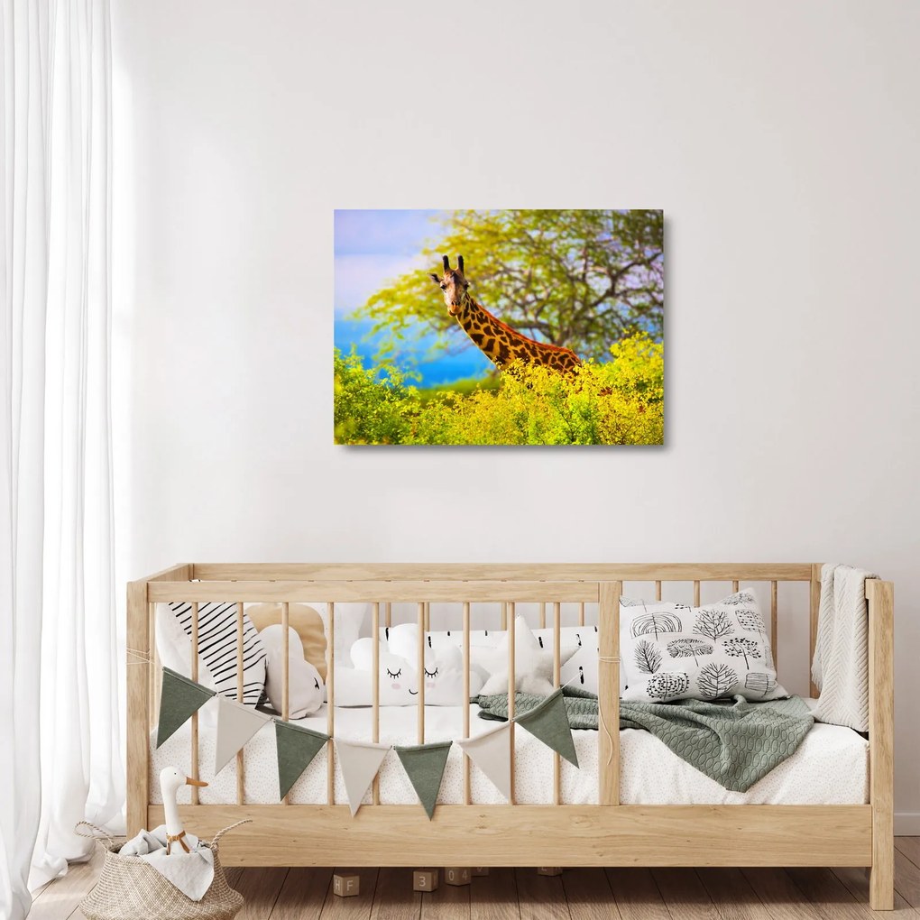 Obraz na szkle żyrafy w Afryce (70x50 cm)
