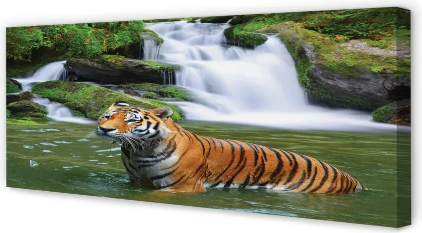 Zdjęcie na płótnie Tygrys przy Wodospadzie