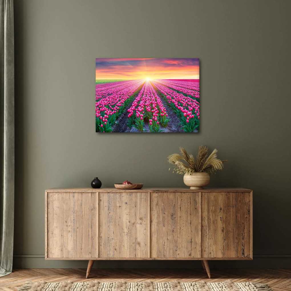 Obraz pole tulipanów ze słońcem (70x50 cm)