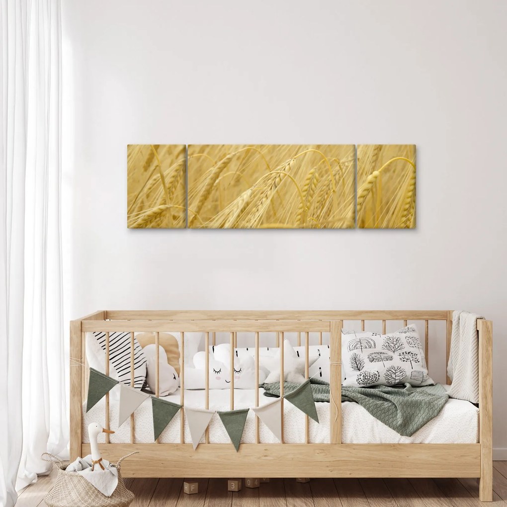 Obraz - Jęczmień (170x50 cm)