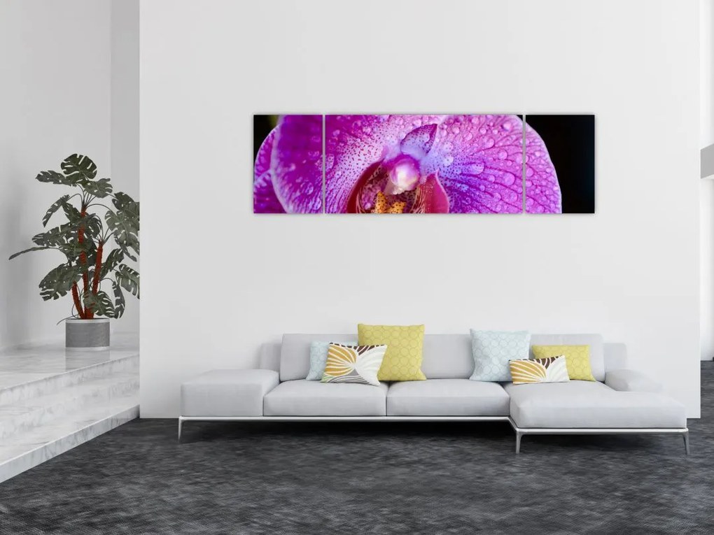 Zbliżenie kwiatu orchidei (170x50 cm)